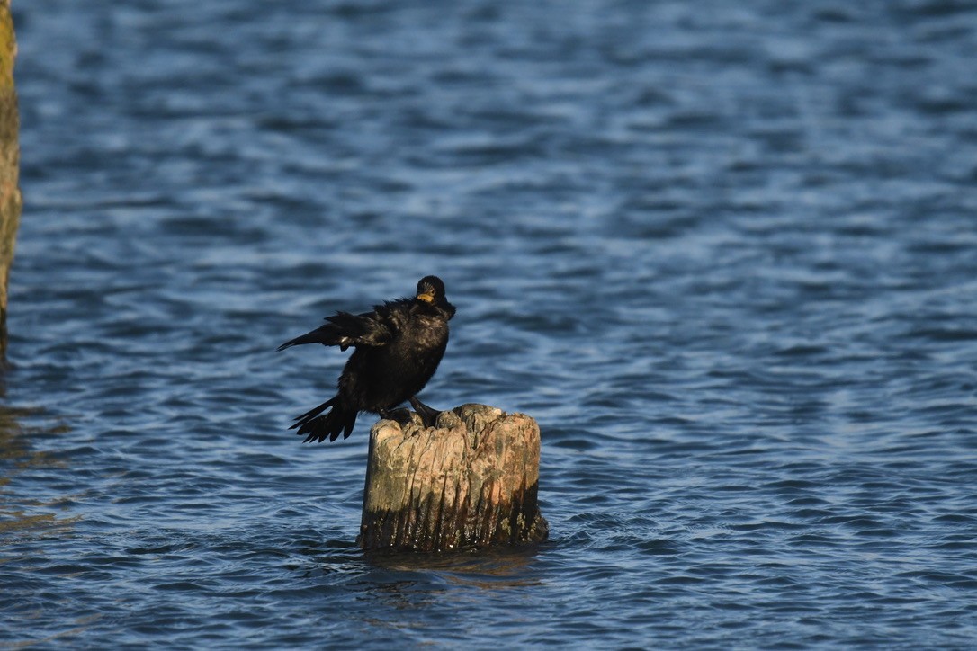 Little Pied Cormorant - ML652865115
