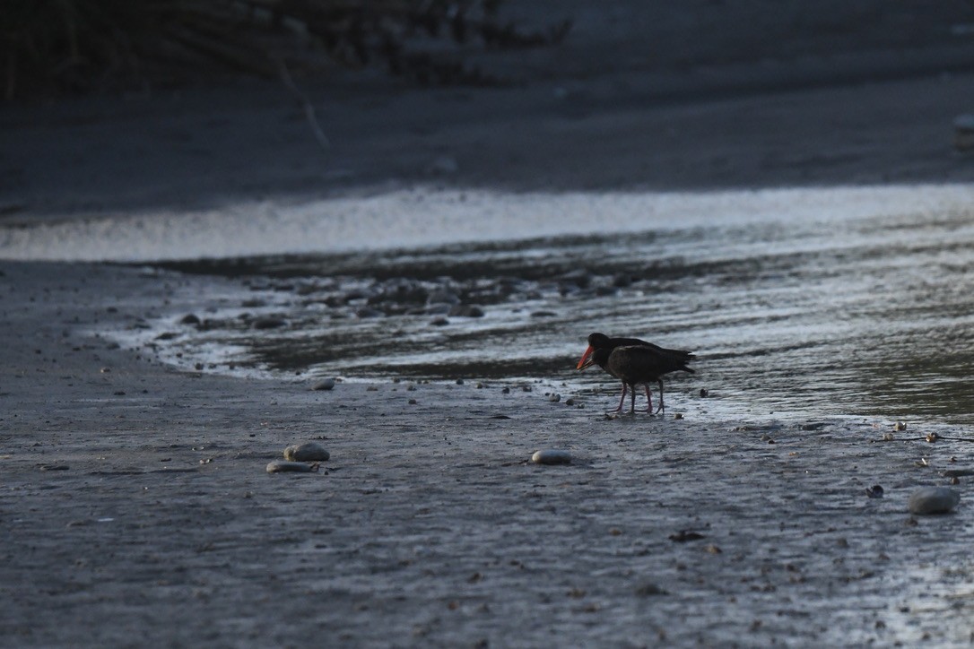 Variable Oystercatcher - ML652865144