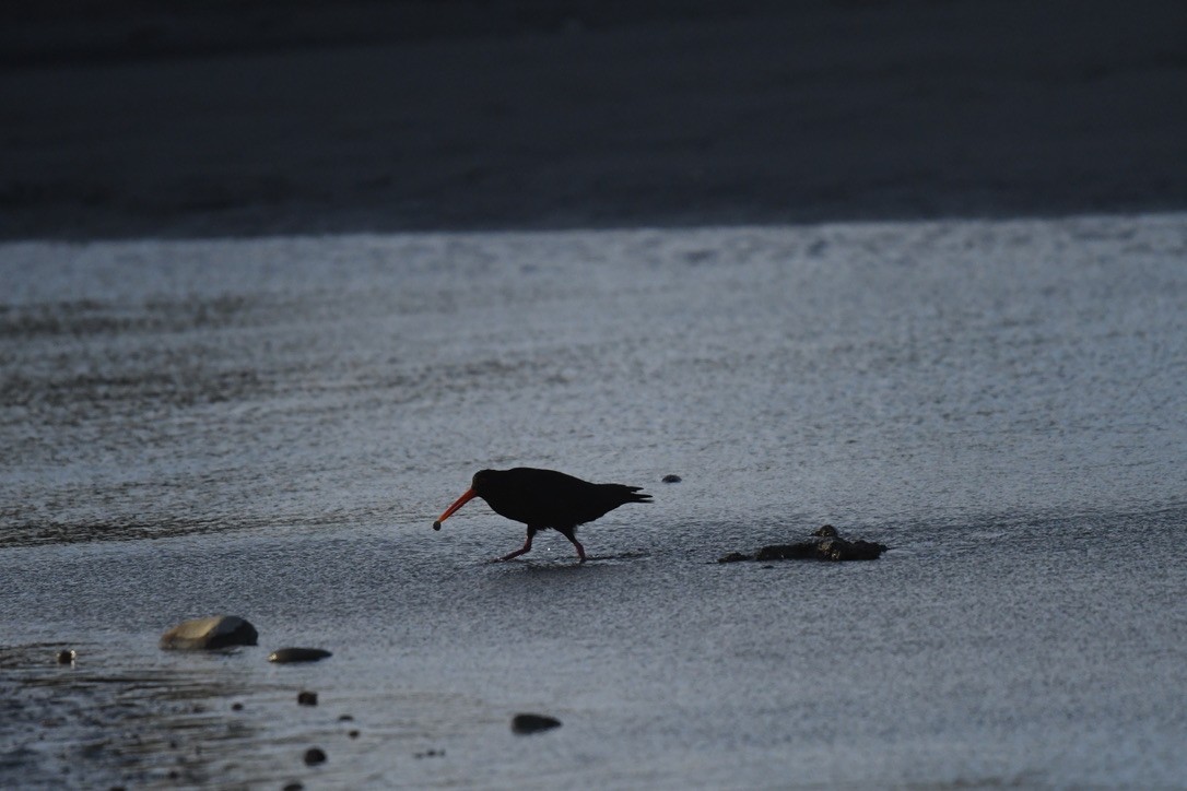 Variable Oystercatcher - ML652865193