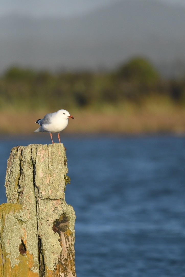 Silver Gull - ML652865213