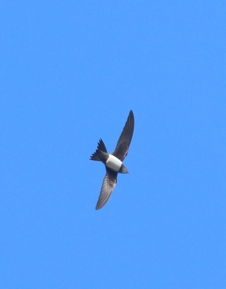 Alpine Swift - ML652865239