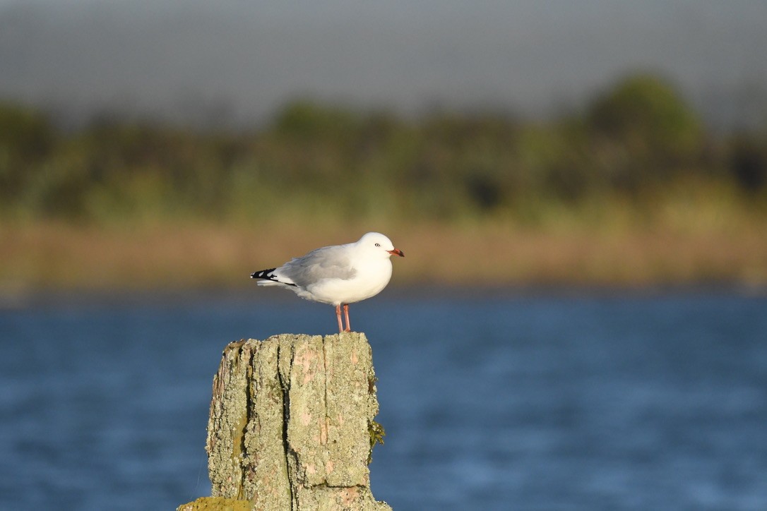 Silver Gull - ML652865262