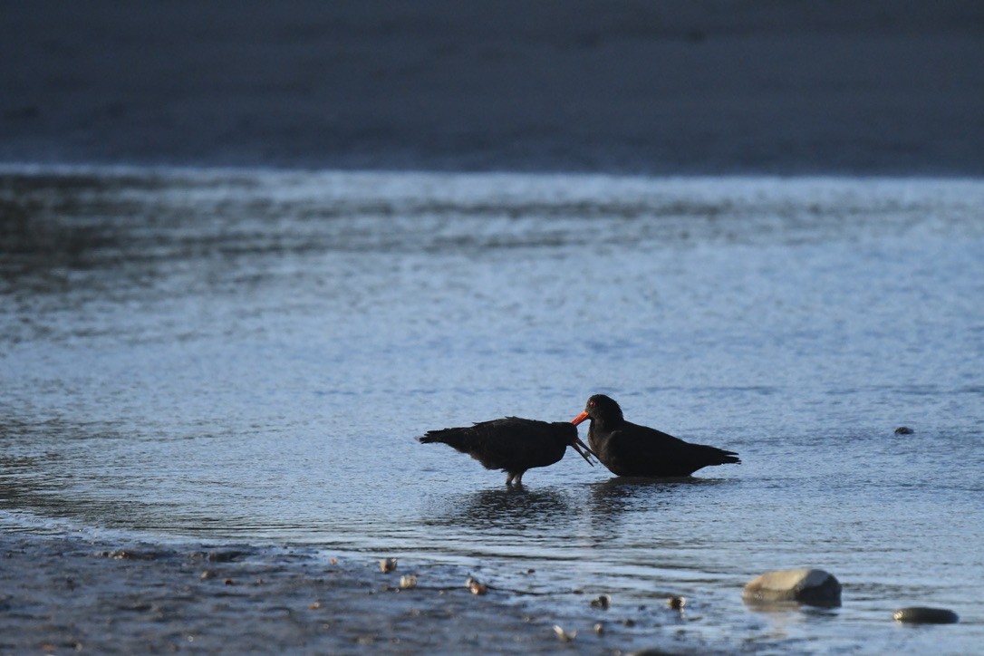 Variable Oystercatcher - ML652865305