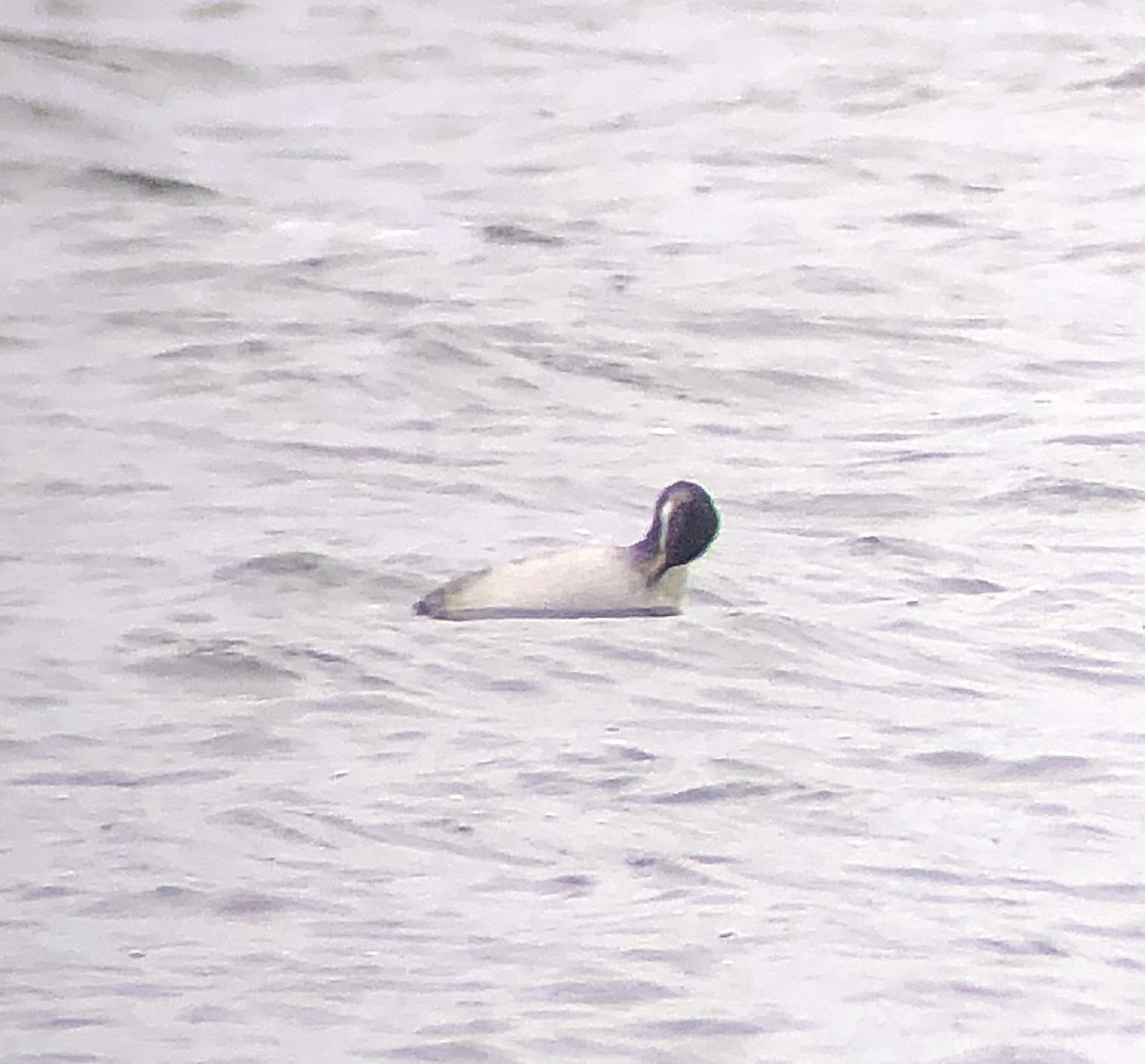 Red-necked Grebe - ML652865356