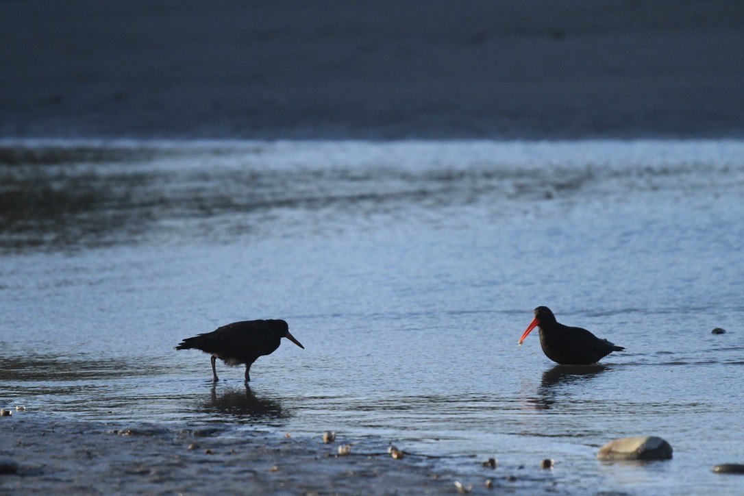 Variable Oystercatcher - ML652865357