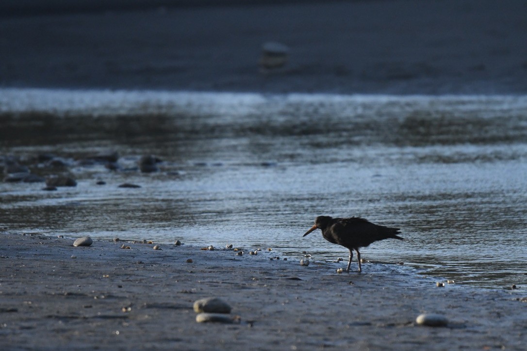 Variable Oystercatcher - ML652865375