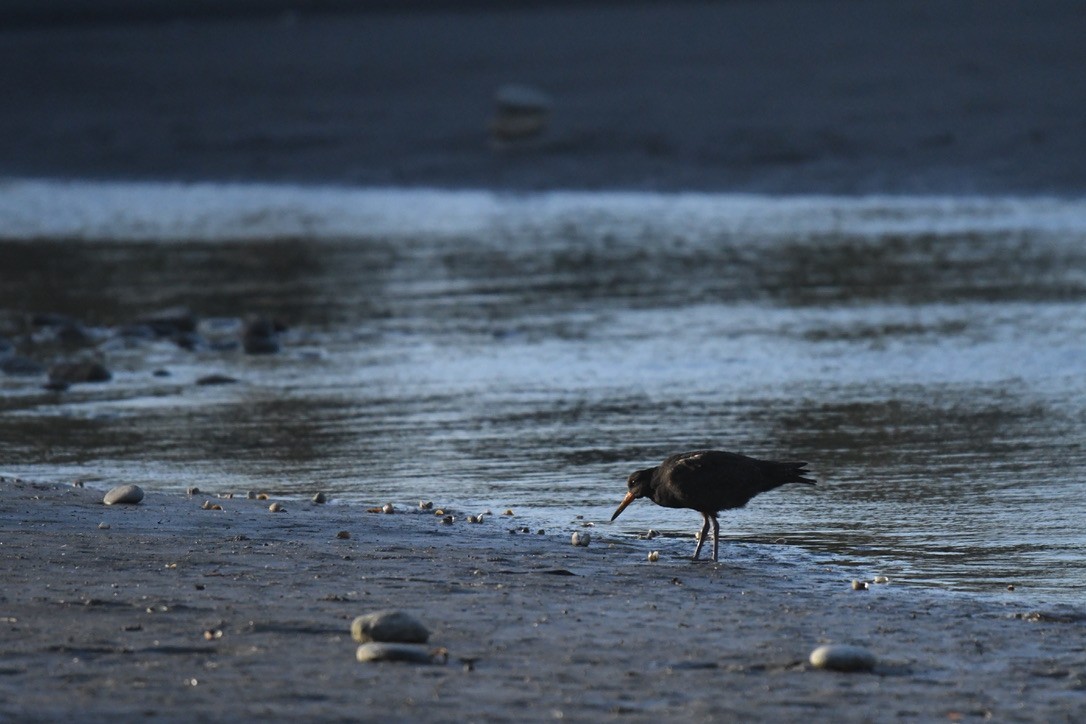 Variable Oystercatcher - ML652865379