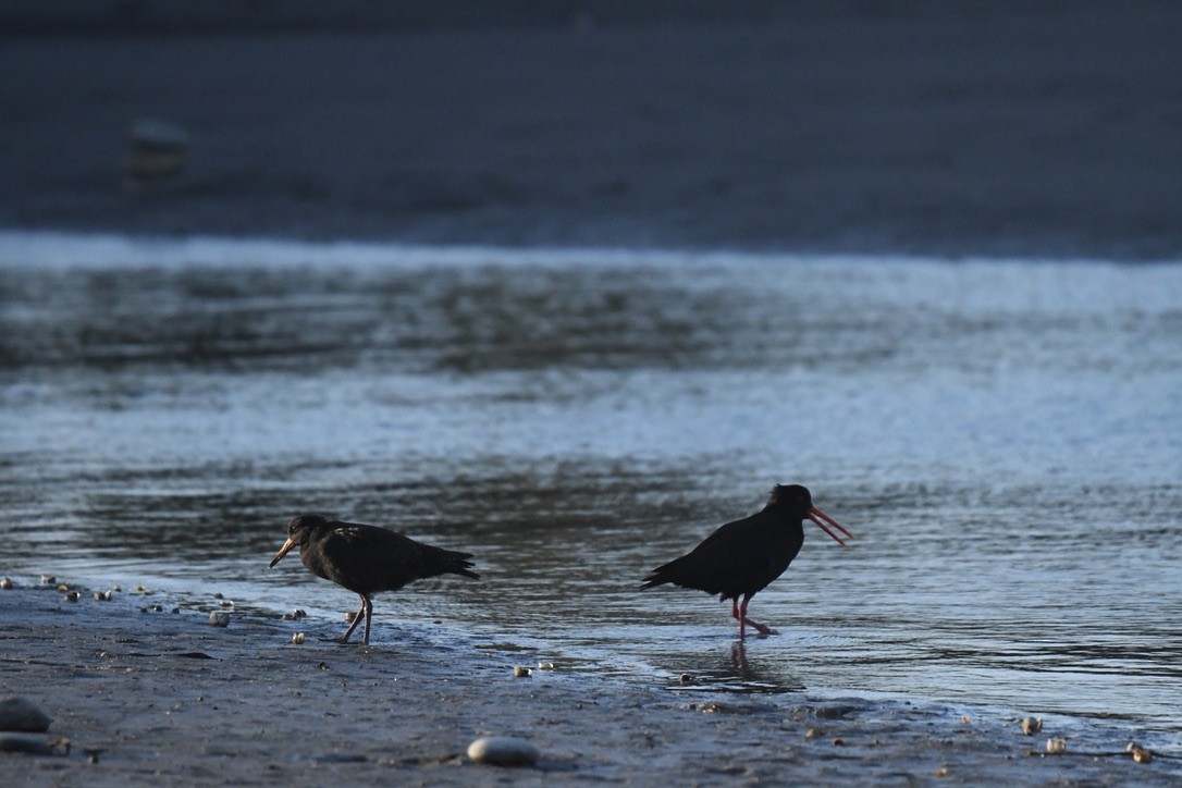 Variable Oystercatcher - ML652865388