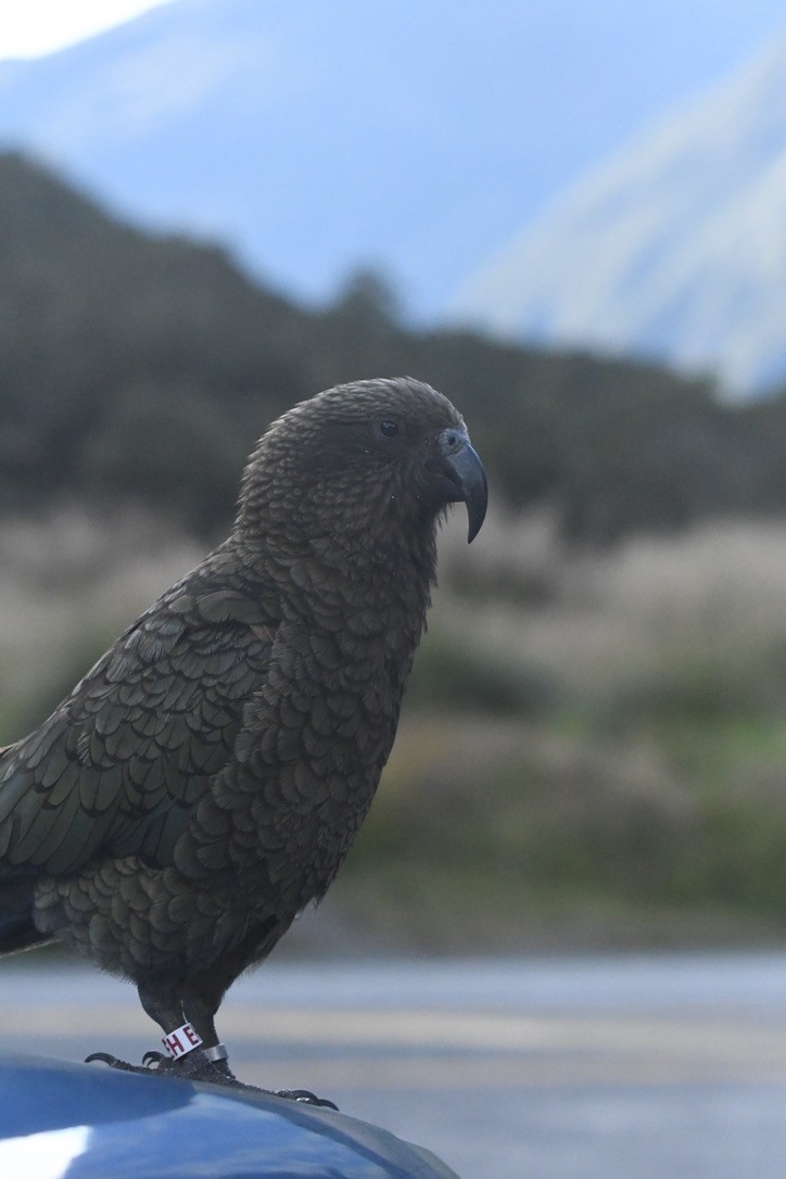 Kea - ML652865506