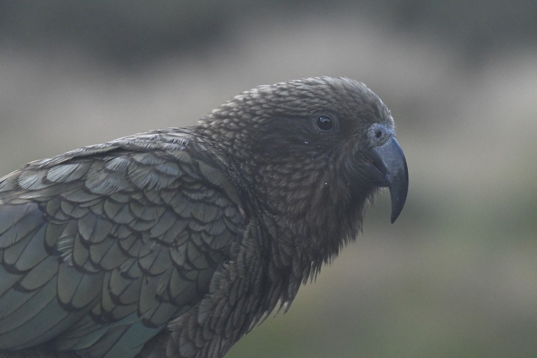 Kea - ML652865512