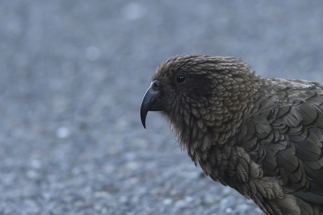 Kea - ML652865588