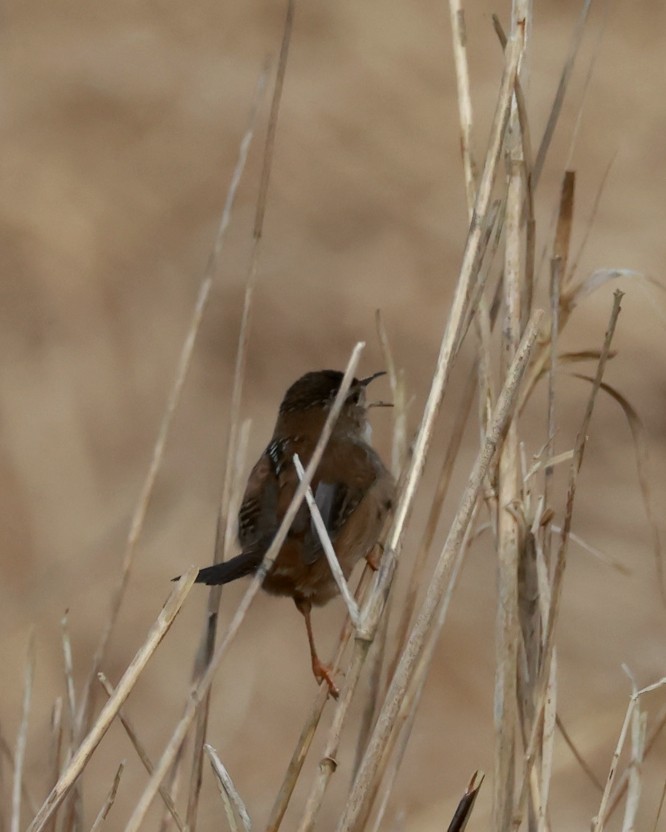 Bataklık Çıtkuşu - ML652865601