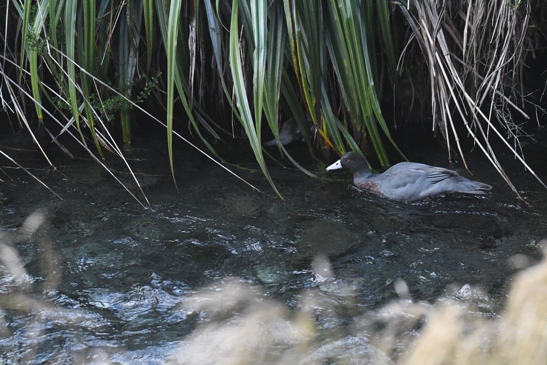 Blue Duck - ML652865666