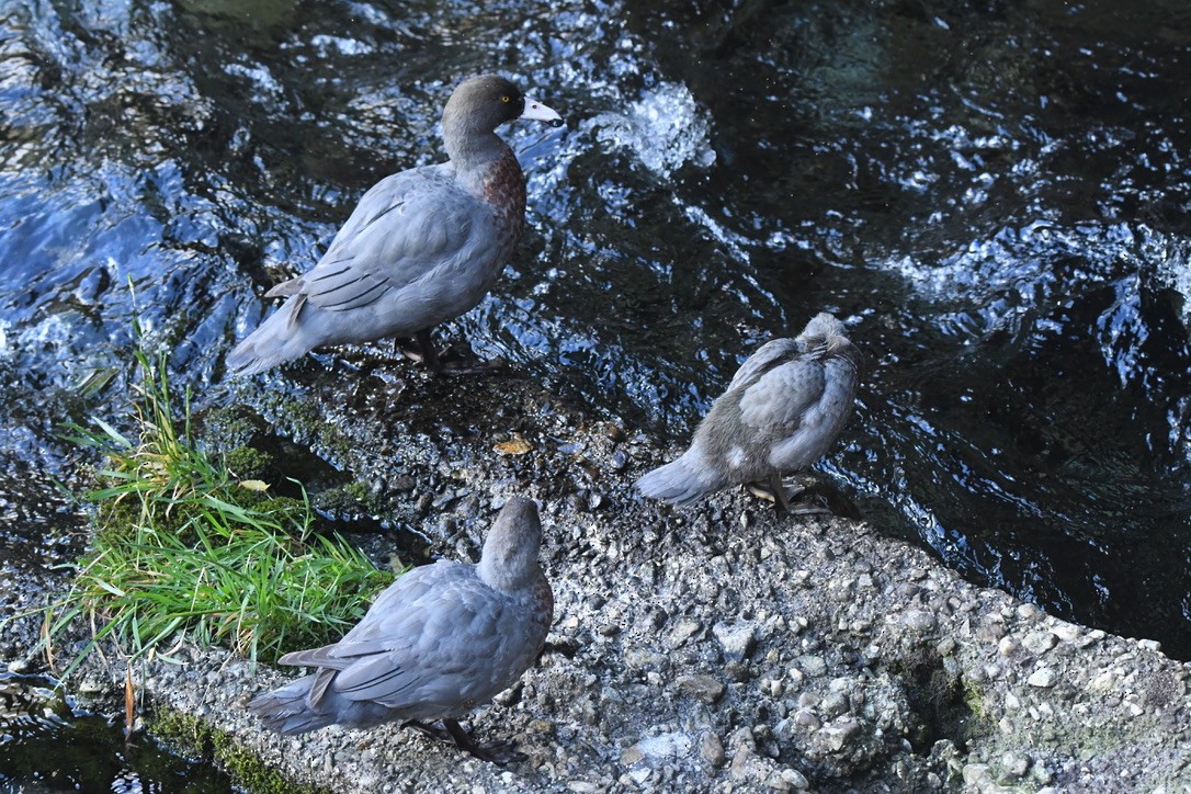 Blue Duck - ML652865669