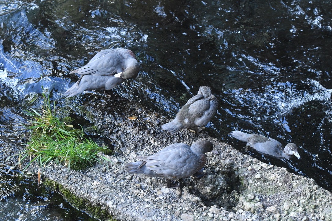 Blue Duck - ML652865675