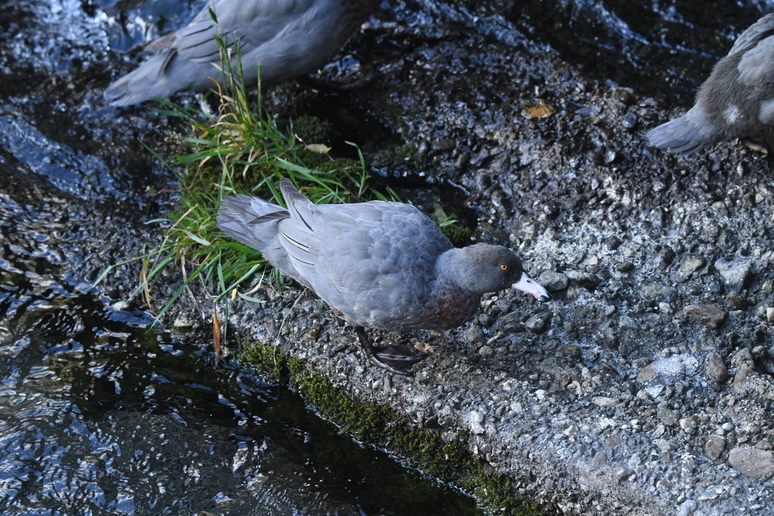 Blue Duck - ML652865678