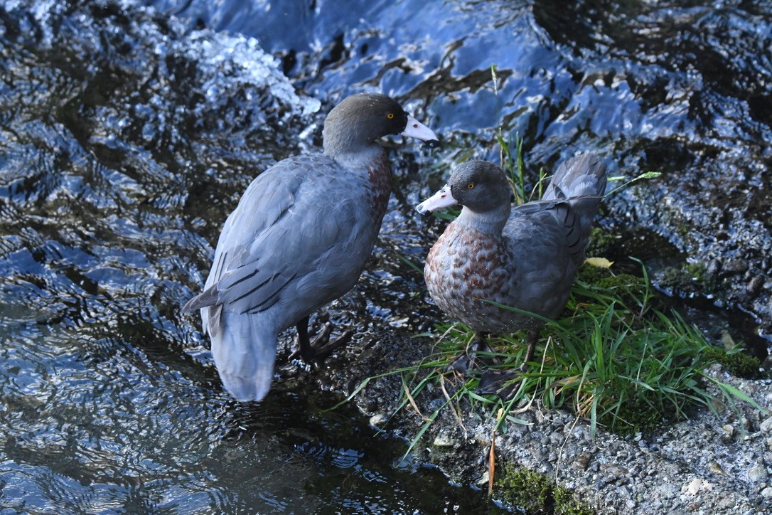 Blue Duck - ML652865684