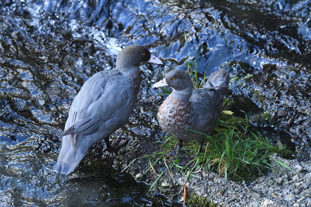 Blue Duck - ML652865692