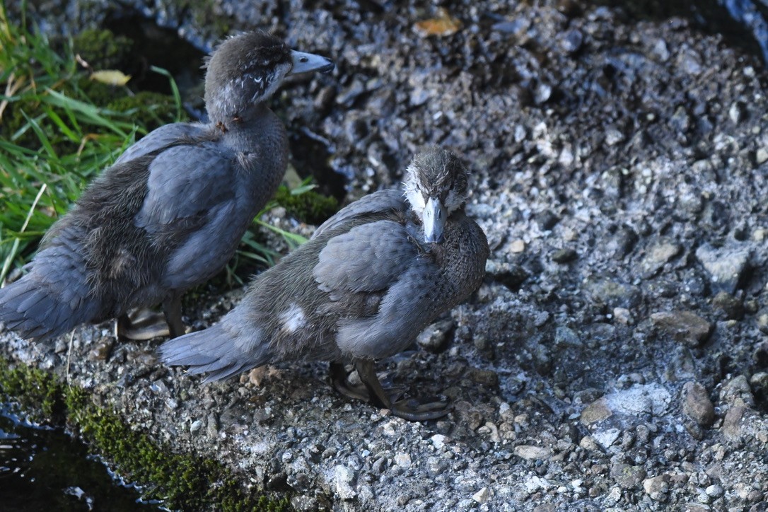 Blue Duck - ML652865701