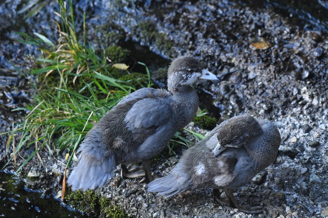 Blue Duck - ML652865724