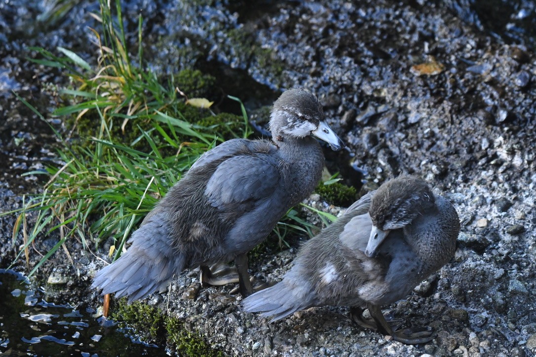 Blue Duck - ML652865740