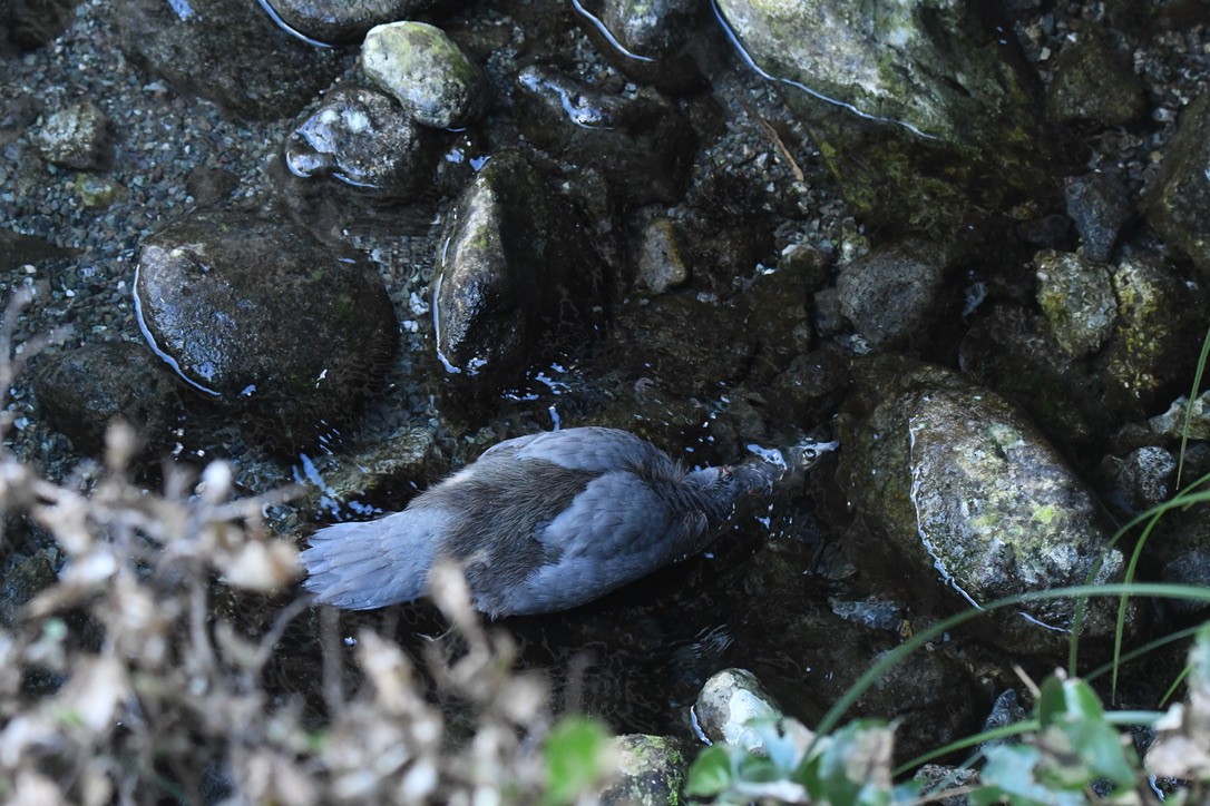 Blue Duck - ML652865788