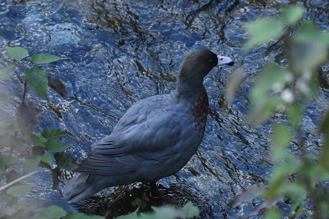 Blue Duck - ML652865822