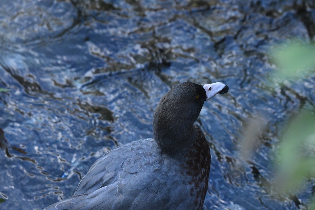Blue Duck - ML652865830