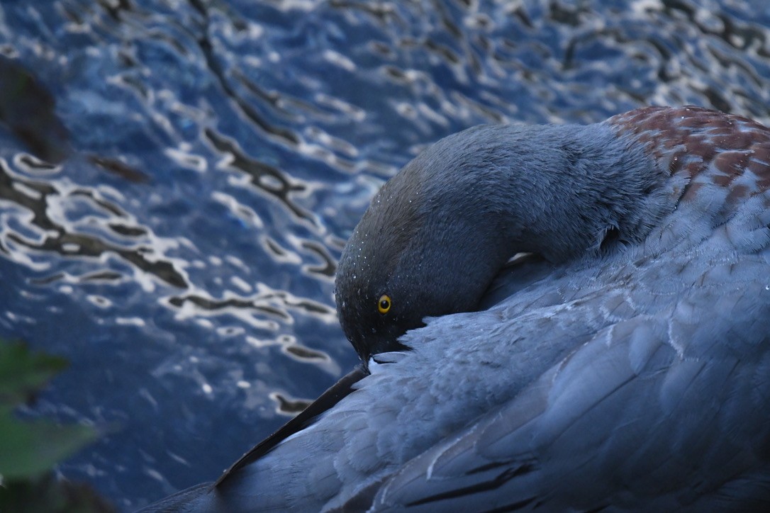 Blue Duck - ML652865843