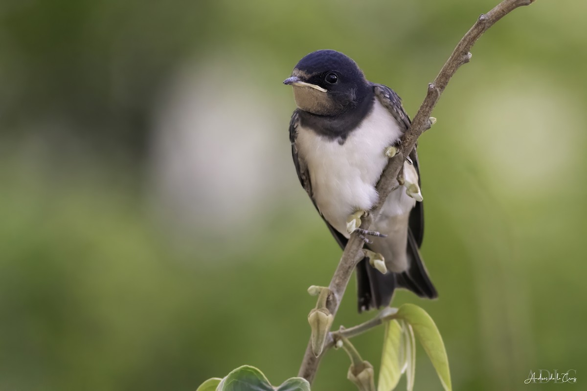 vlaštovka obecná - ML652865992