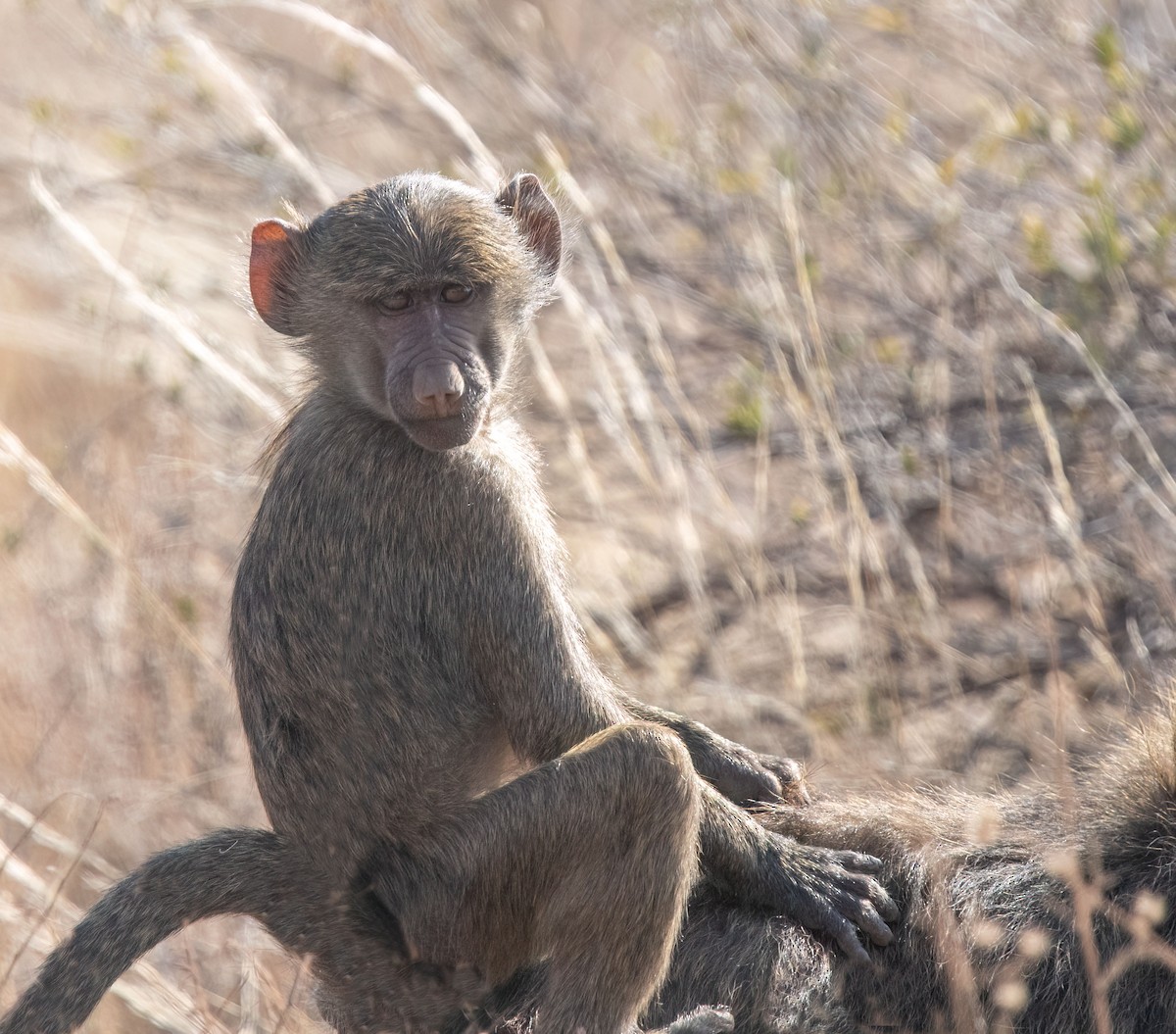 Mammiferi - ML652866136