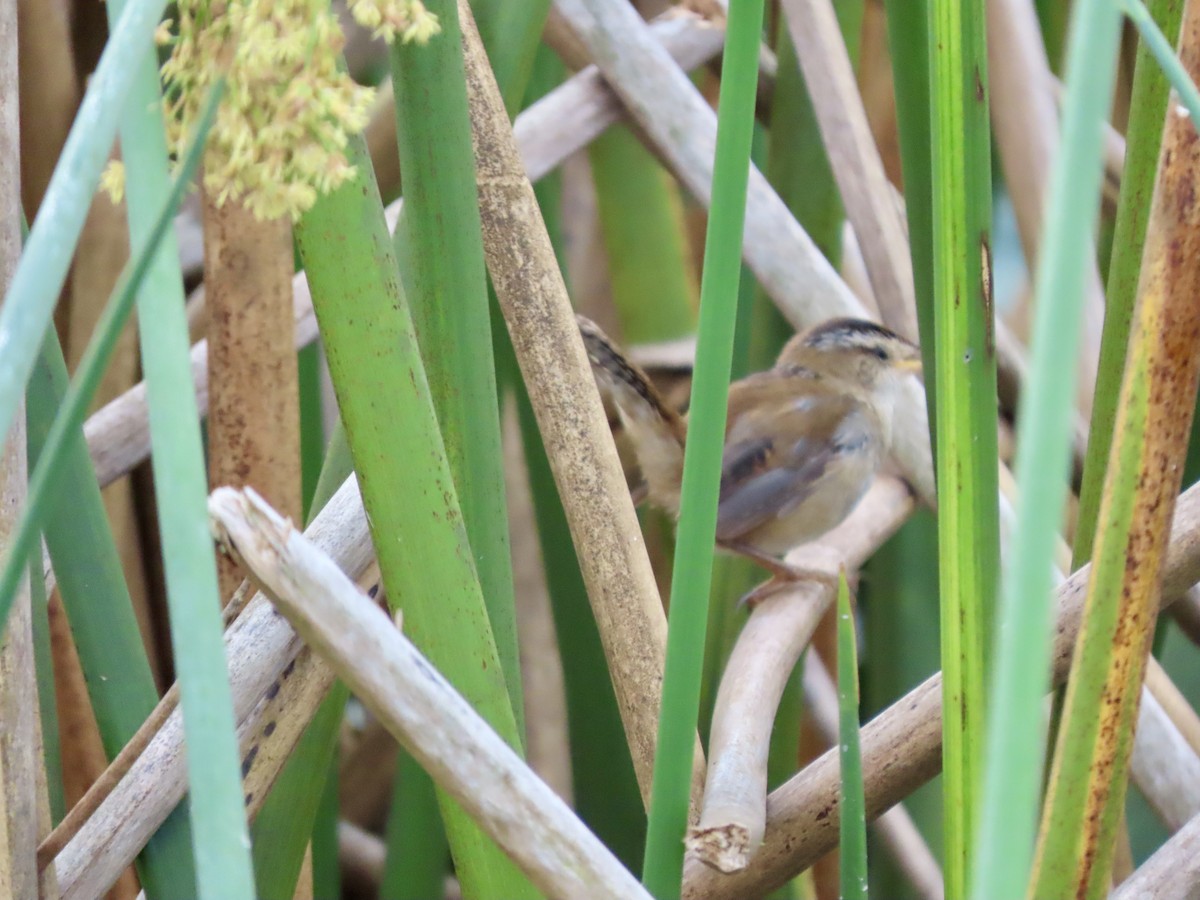 Bataklık Çıtkuşu - ML652866262