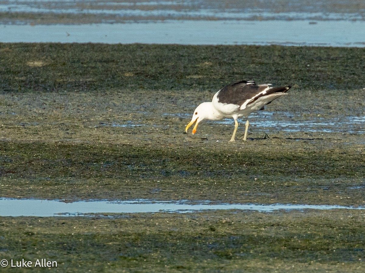 Goéland dominicain - ML652866270