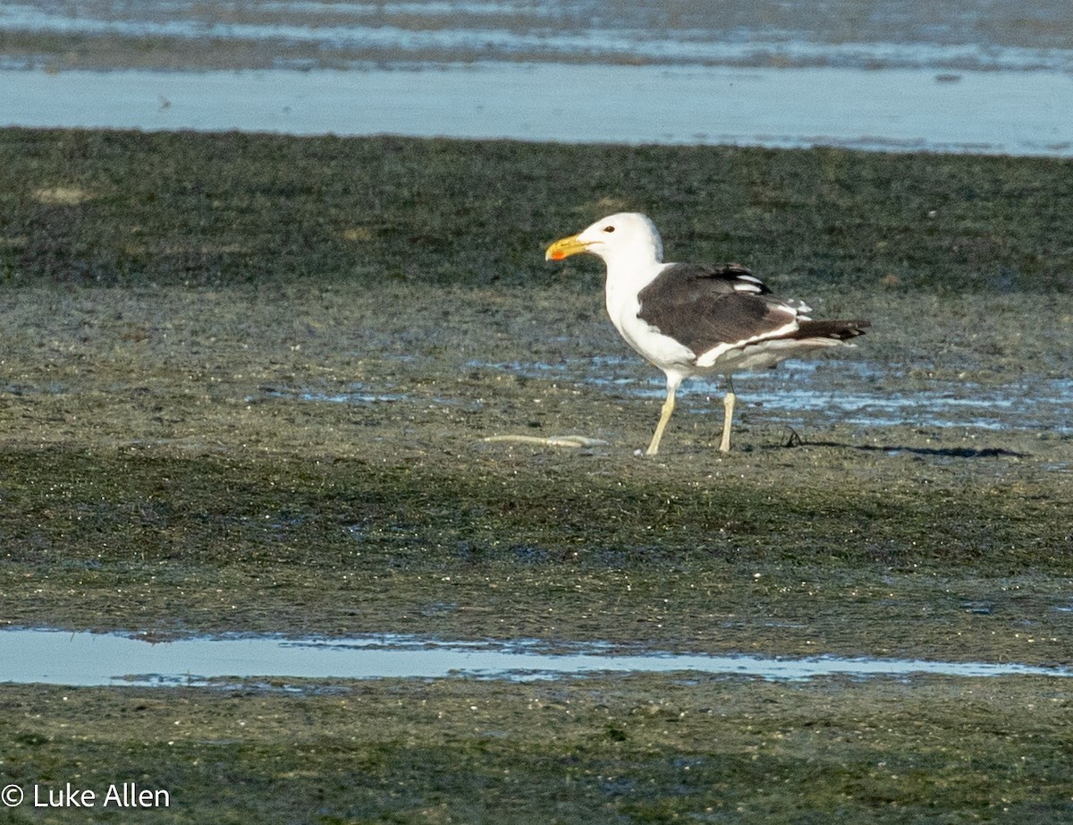 Goéland dominicain - ML652866275
