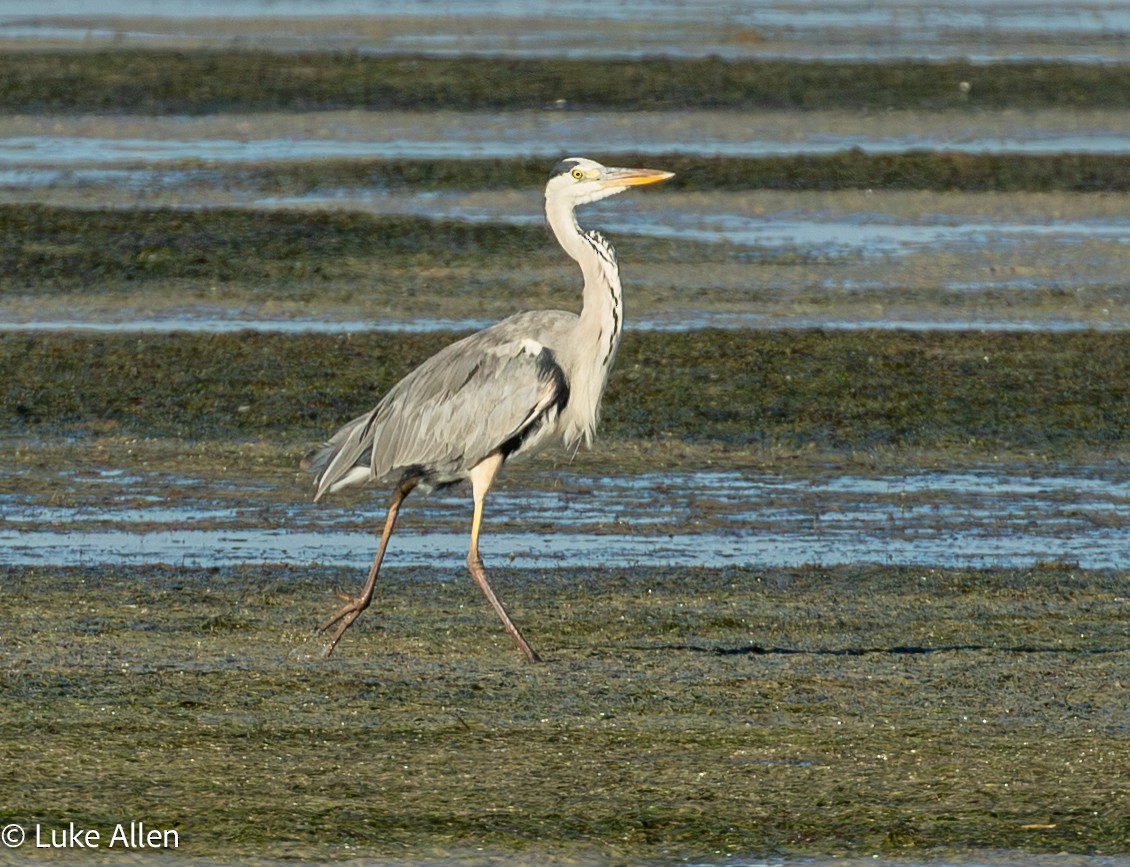 Héron cendré - ML652866297