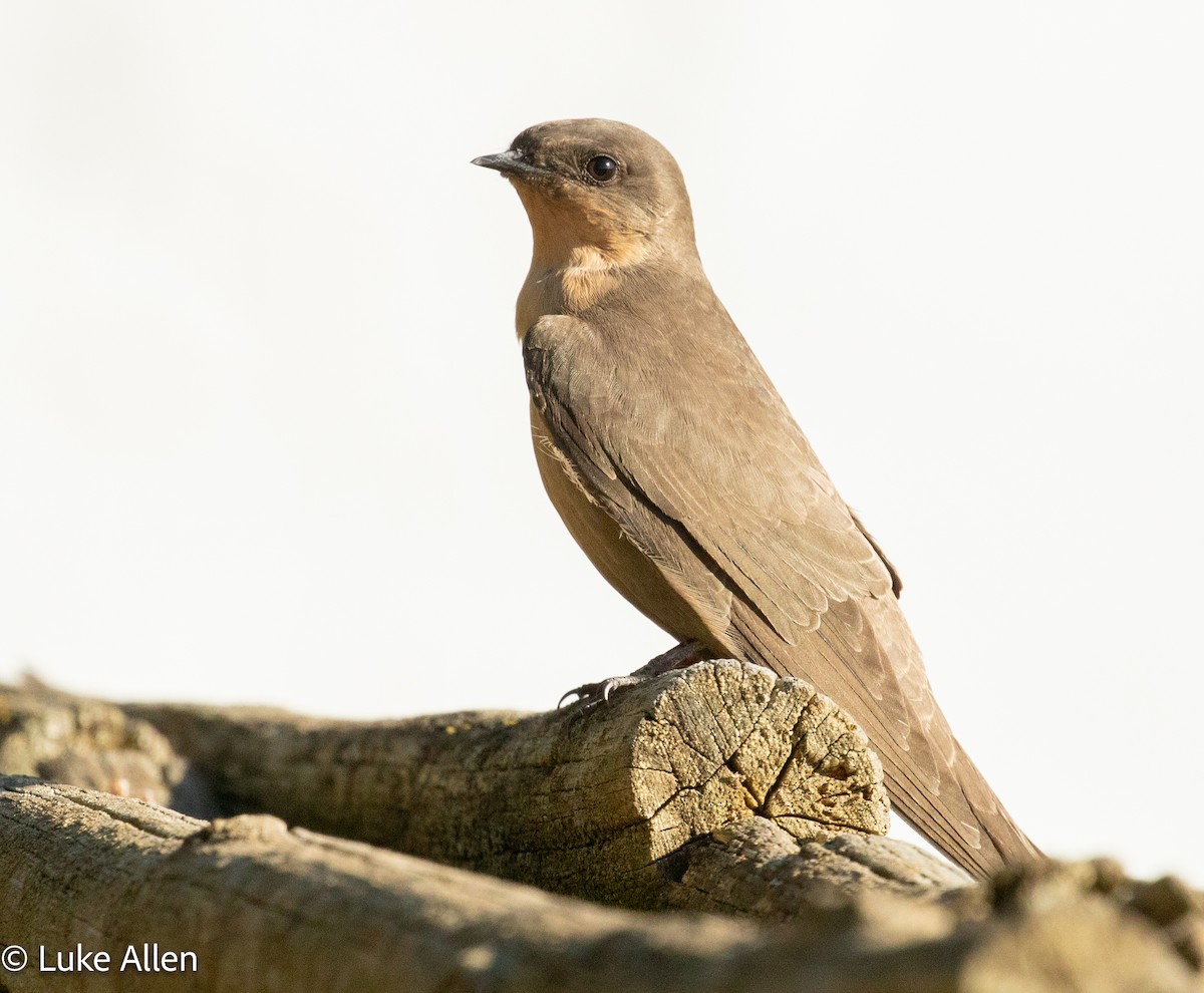 Hirondelle isabelline - ML652866321