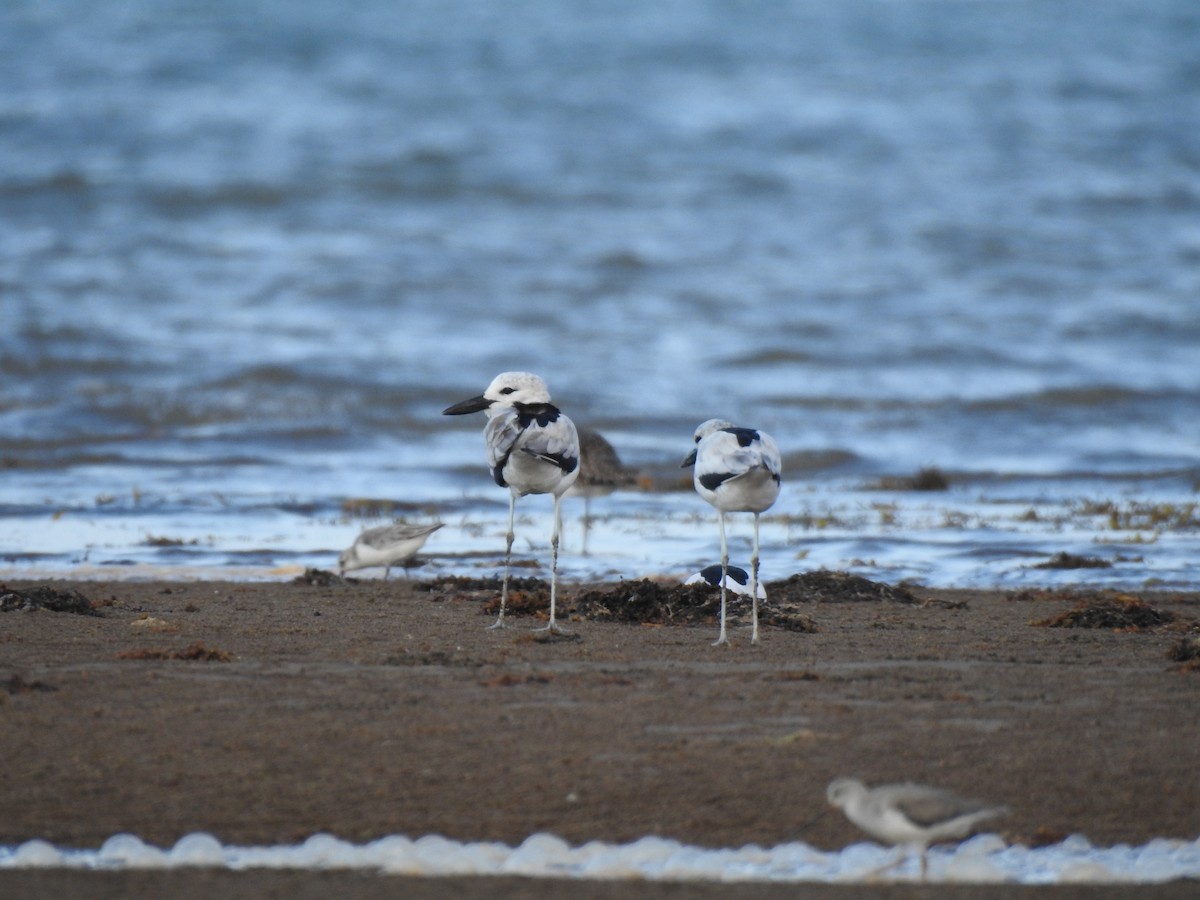 Reiherläufer - ML652866600