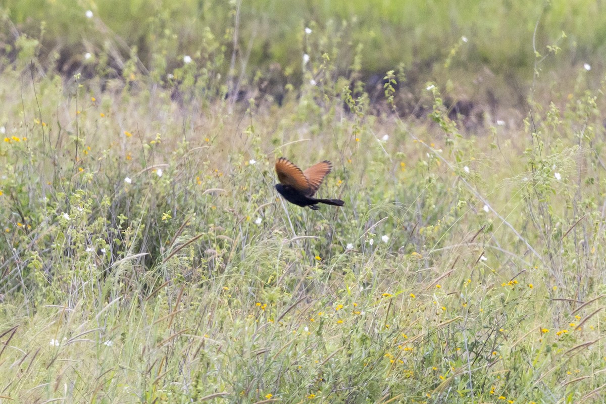 Black Coucal - ML652866625
