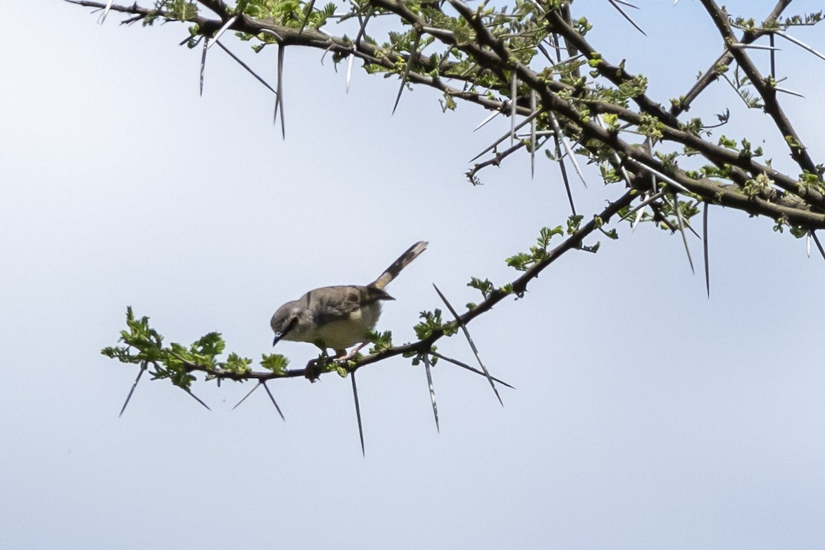 prinie afroasijská - ML652866747