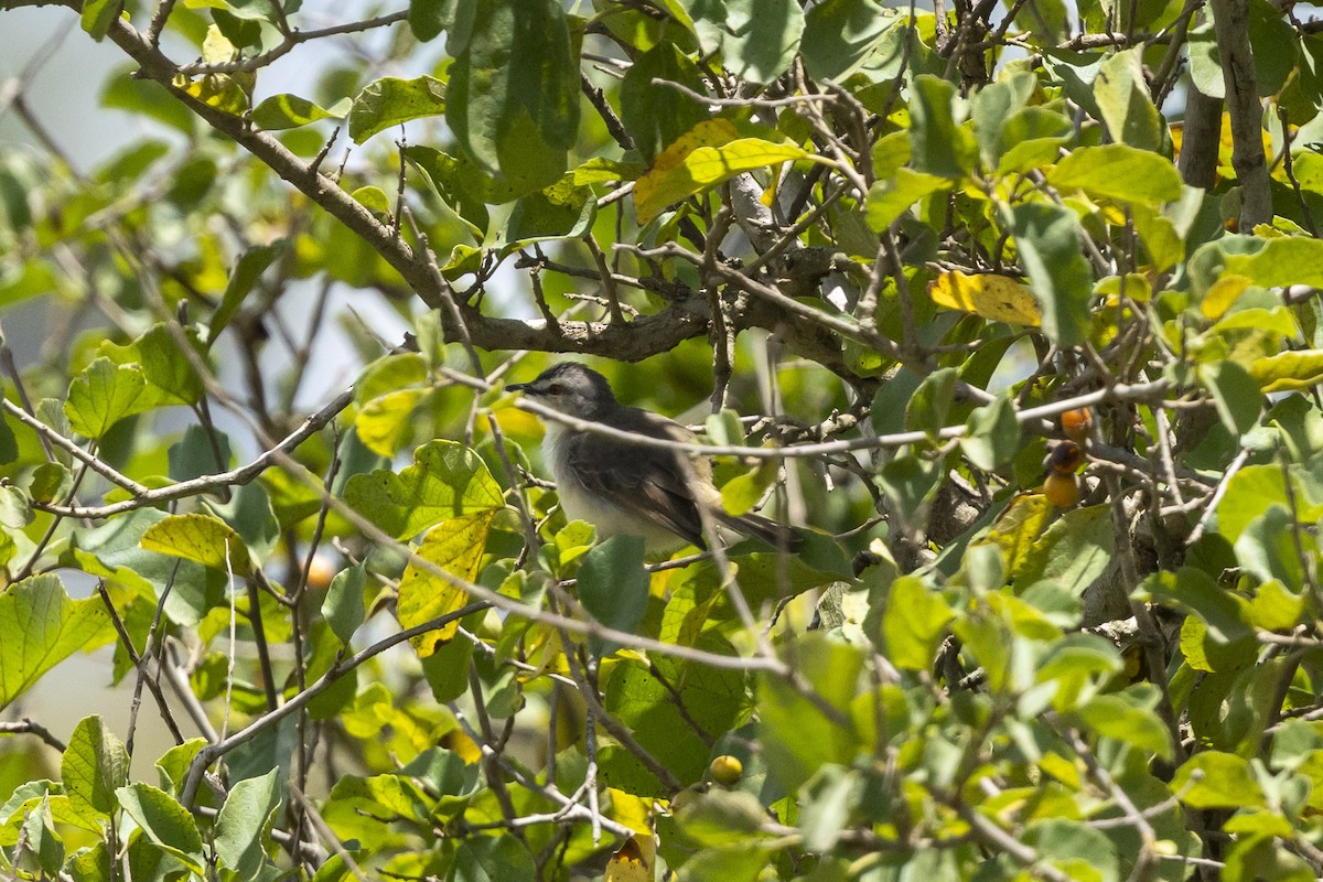 prinie afroasijská - ML652866787