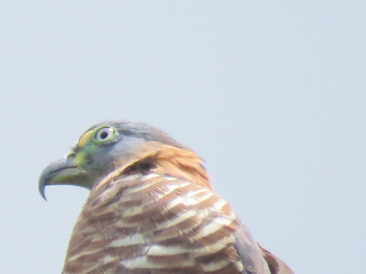 Langschnabelweih - ML652866808