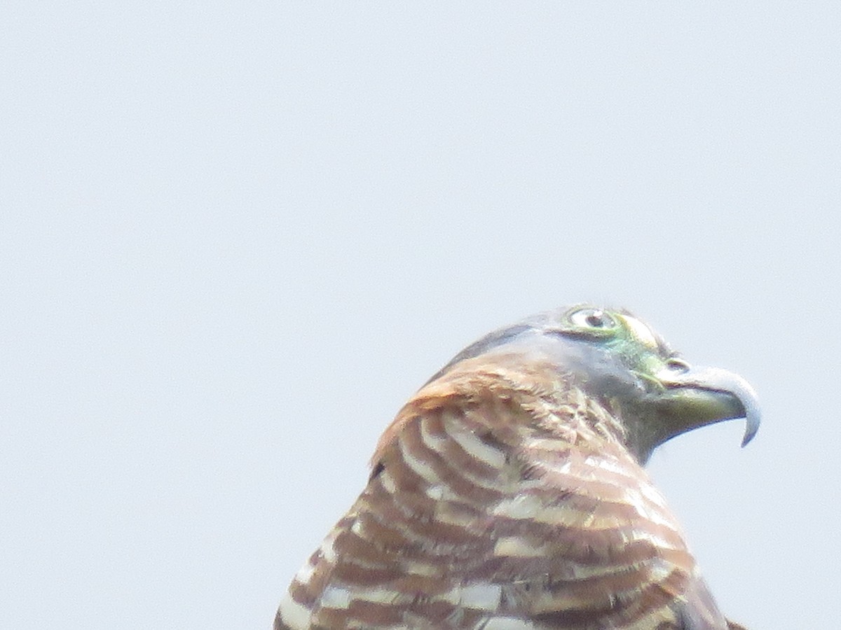 Langschnabelweih - ML652866809