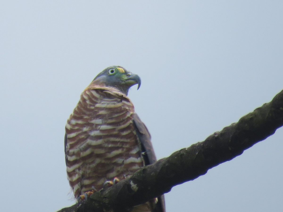 Langschnabelweih - ML652866810