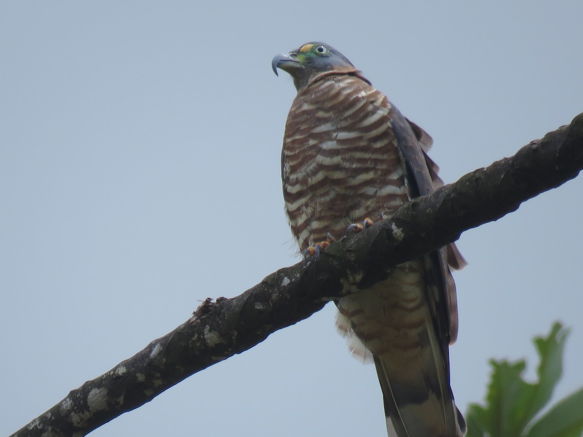 Langschnabelweih - ML652866811