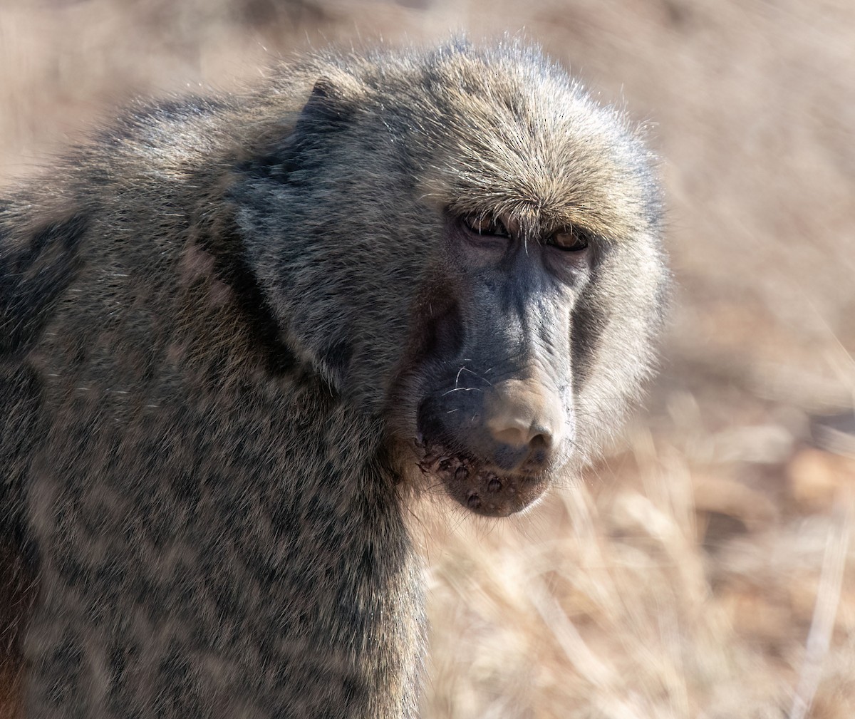 Mammiferi - ML652866949