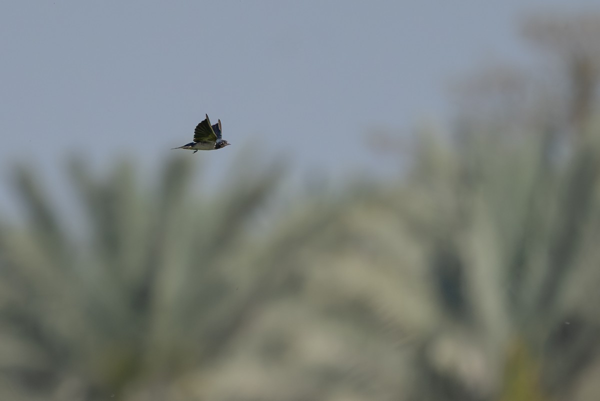 vlaštovka obecná - ML652867218