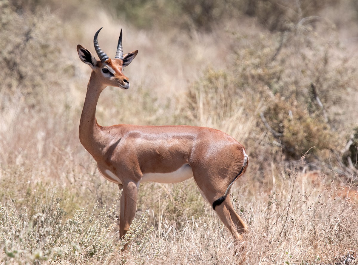 Mammiferi - ML652867236