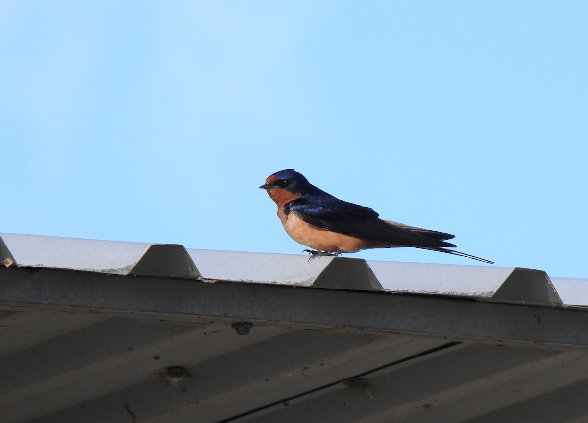 vlaštovka obecná - ML652867276