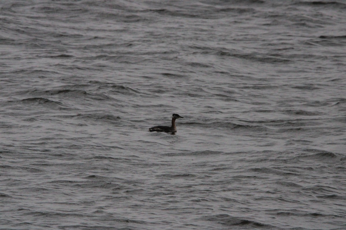 Red-necked Grebe - ML652867367