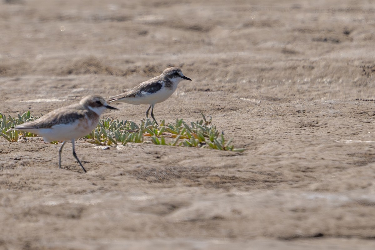 sand-plover sp. - ML652867390